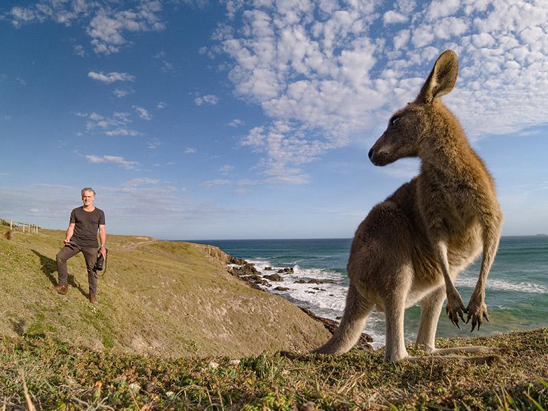 kangaroo on coastline looking back at a man