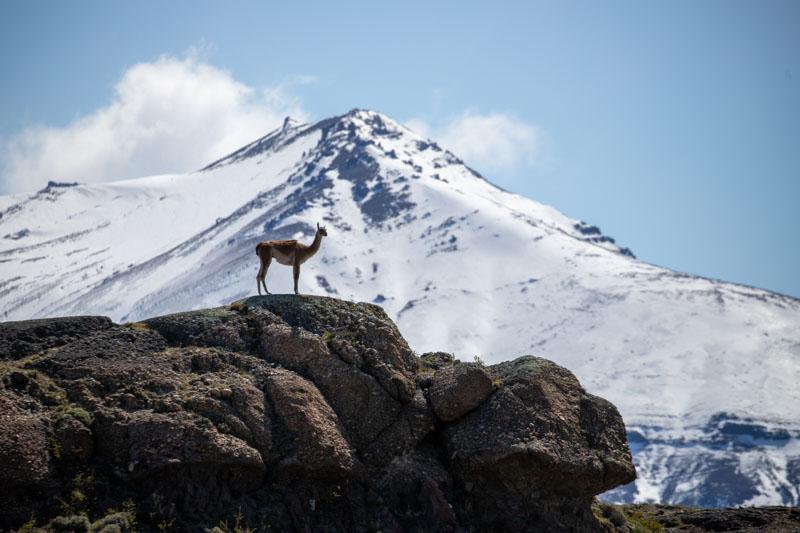 A guanaco stands on top of a boulder looking over Torres National Park in Patagonia