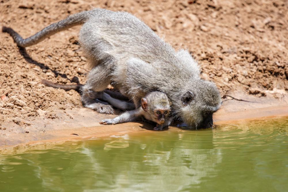 Monkeys drinking water from a pond