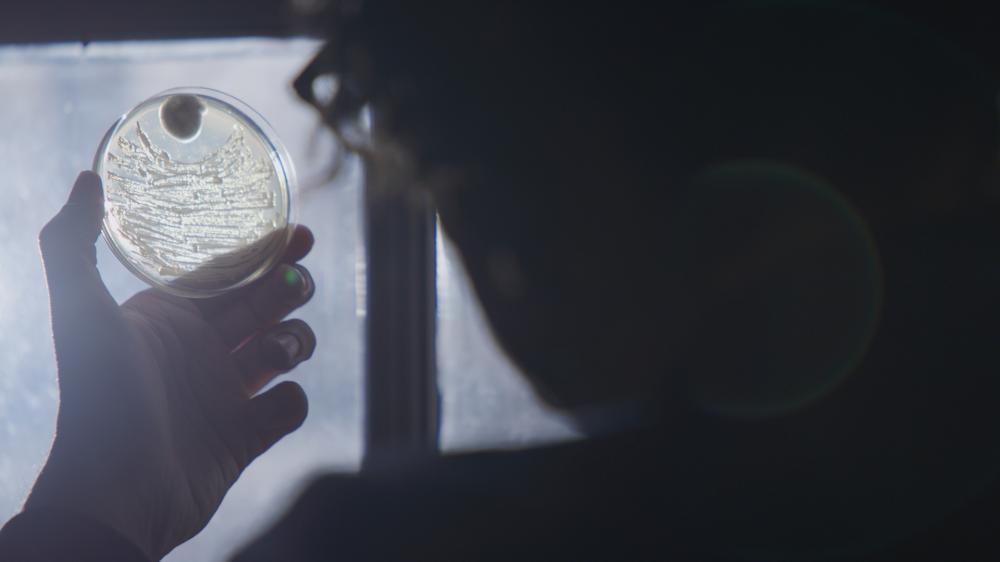 A petri dish being held up to window lighting