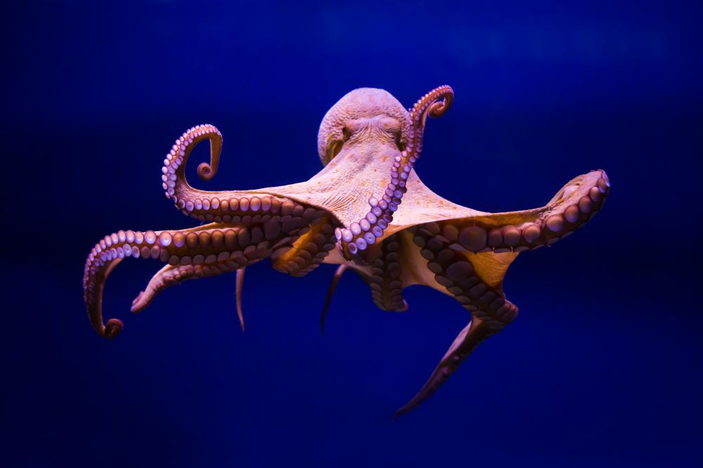 An Octopus
