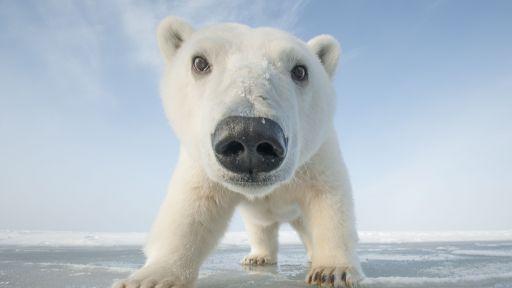 A polar bear up close!