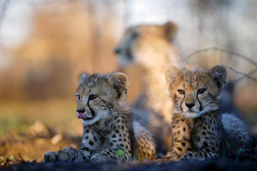 2 cute little baby cheetahs laying on the ground next to each other with mother behind them