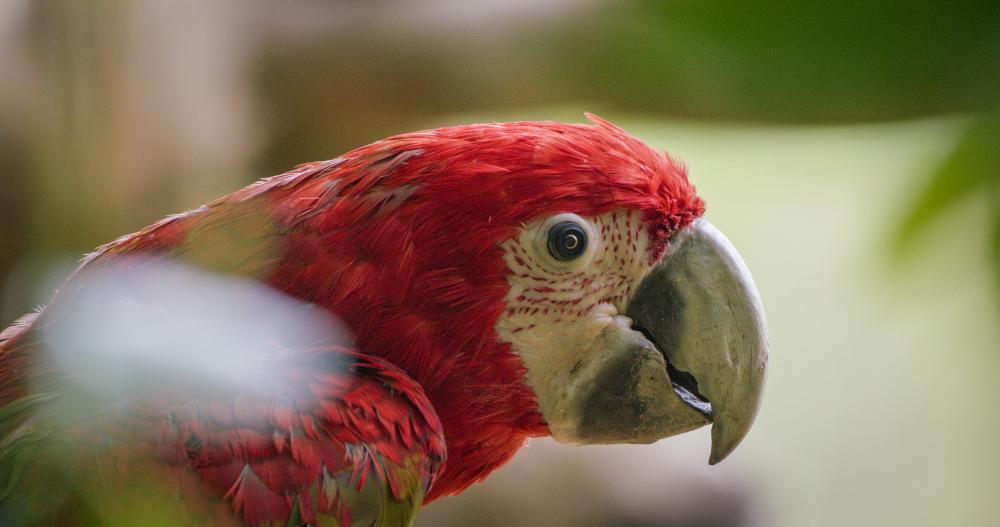 A beautiful red bird looking at the camera