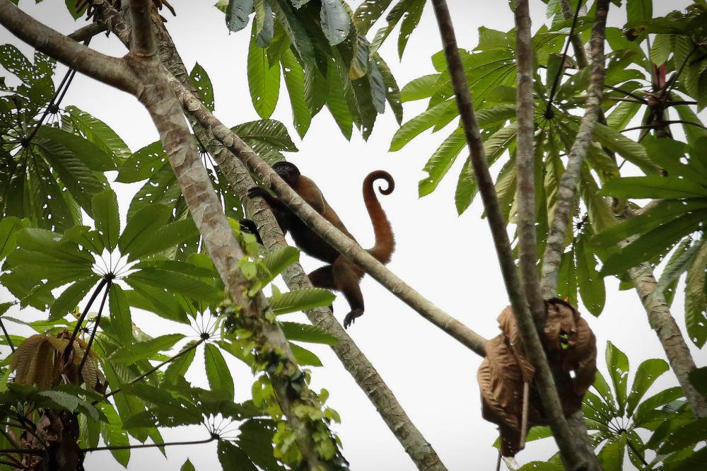 Little monkeys hopping around on tree branches