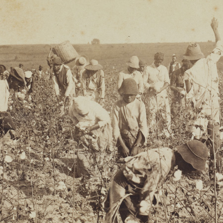 old photo of slaves in cotton fields