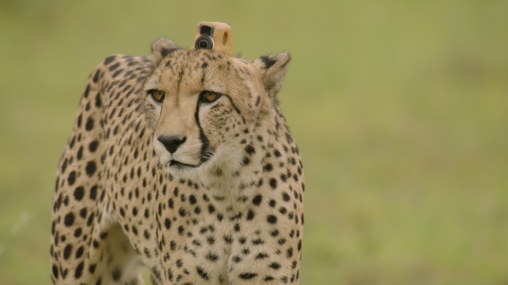 A cheetah fitted with a special camera